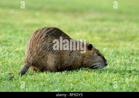 Coypu or Nutria Rodent, Myocastor coypus, Grazing, Eating or Feeding in the Camargue Provence France Stock Photo