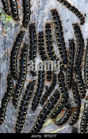 Group or Cluster of Pine Processionary Caterpillars of the Pine Processionary Moth, Thaumetopoea pityocampa Stock Photo