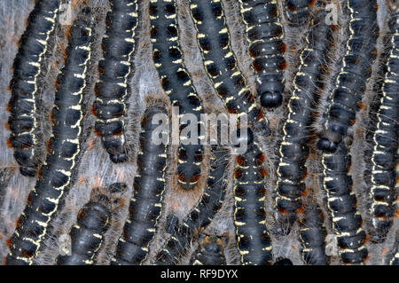 Group or Cluster of Pine Processionary Caterpillars of the Pine Processionary Moth, Thaumetopoea pityocampa Stock Photo