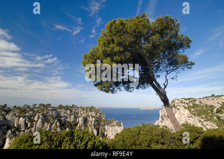 Wind-Deformed Stone Pine or Umbrella Pine, Pinus pinea, Above the Calanque d'En Vau & Mediterranean Coast, Calanques National Park, Provence France Stock Photo