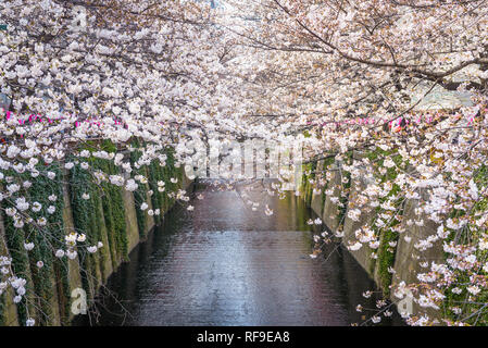 Cherry blossom lined Meguro Canal in Tokyo, Japan. Stock Photo