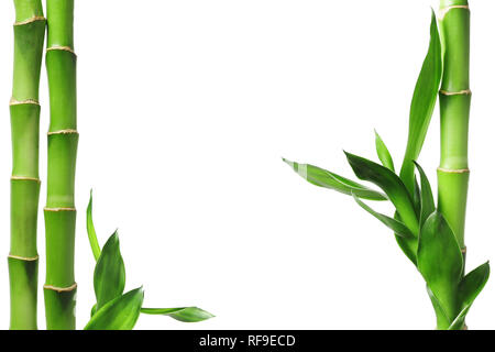 Green bamboo border isolated on white Stock Photo