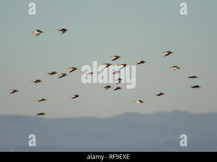 Flock of Redshank, Tringa totanus, flying over Morecambe Bay, Lancashire, UK Stock Photo