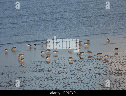 Flock of Redshank, Tringa totanus, flying over Morecambe Bay, Lancashire, UK Stock Photo