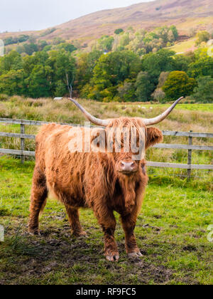 Highland cow in Scottisch landscape stares at camera Stock Photo