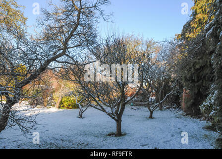 An apple orchard in the winter snow on a sunny day in a UK garden Stock Photo