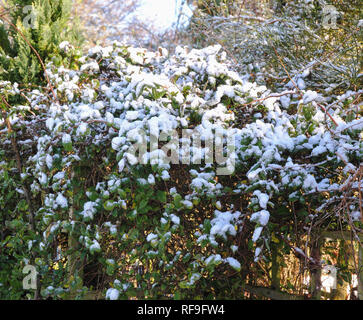 a snow covered evergreen honeysuckle (Lonicera) bush in a UK garden in winter Stock Photo
