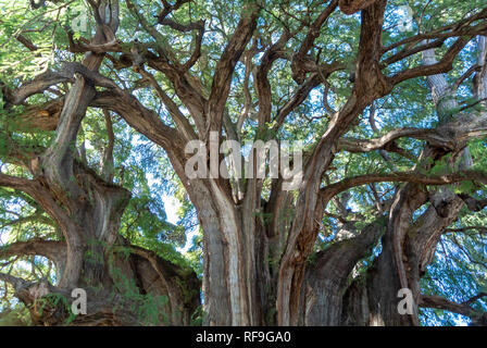 Tree of Life, the widest tree in the world, El Tule, Oaxaca, Mexico Stock Photo