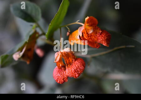 Close-up of Spotted Touch-me-not/Jewelweed flowers (Impatiens capensis) Stock Photo