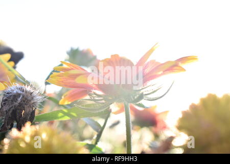 Close-up of Blanket flower (Gaillardia pulchella) with sun flare Stock Photo