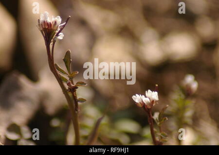 Macro of Spring beauty (Claytonia virginica) in Indiana forest Stock Photo