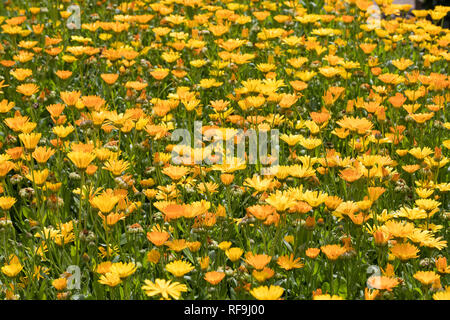 Ringelblume, Garten-Ringelblume, Calendula officinalis, pot marigold, ruddles, common marigold, garden marigold, English marigold, Scottish marigold,  Stock Photo