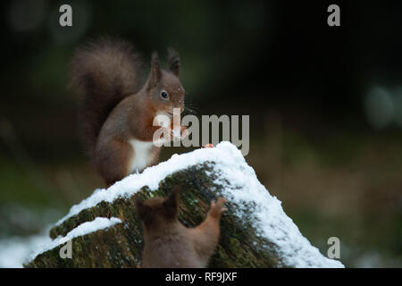 Red Squirrel  closeup in the snow Stock Photo