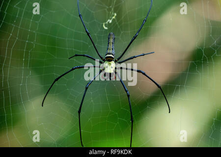 Golden Orb Web Spider, Nephila maculata, from Khao Sok National Park, Thailand Stock Photo