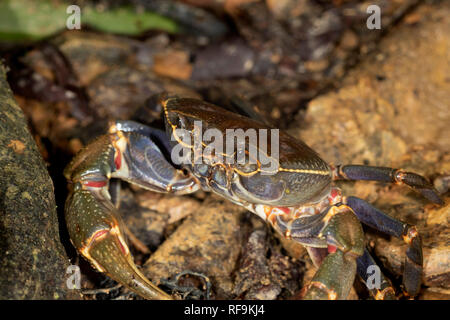 Crab from on rock in the shallow sea, Croatia Stock Photo