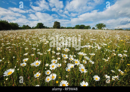 Traditionally managed wildflower meadow with Oxe-eye dasies (Chrysanthemum parthenium), Hardington Moor NNR, Somerset, England, UK Stock Photo