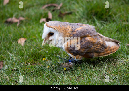 A captive Barn Owl stands on the Grass Stock Photo