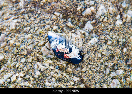 Shells, coral, and sea creatures on a sandy beach. Stock Photo