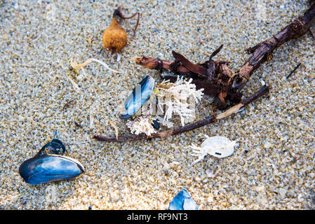 Shells, coral, and sea creatures on a sandy beach. Stock Photo