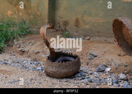 King Cobra with Snake charmer, Sri Lanka. Stock Photo