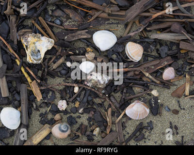 natural background shells and dark wood pieces carried by a sea storm on a sandy beach Stock Photo