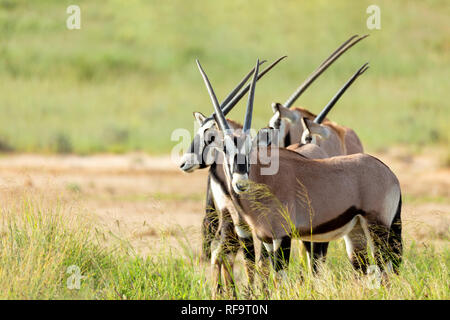 Gemsbok, Oryx gazella in Kalahari, green desert with tall grass after rain season. Kgalagadi Transfrontier Park, South Africa wildlife safari Stock Photo