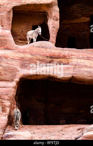 Two donkeys inside caves dug into a rock formation in Petra. Stock Photo