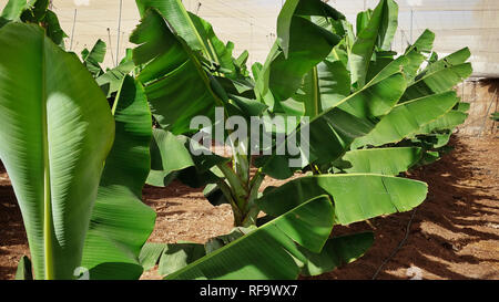 Small beautiful and healthy banana trees in a typical commercial plantation in Tenerife, with path along the trees, and net cover Stock Photo