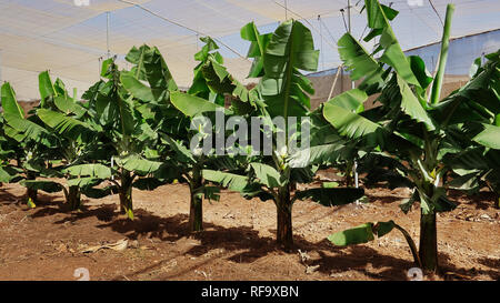 Small beautiful and healthy banana trees in a typical commercial plantation in Tenerife, with path along the trees, and net cover, valuable local food Stock Photo