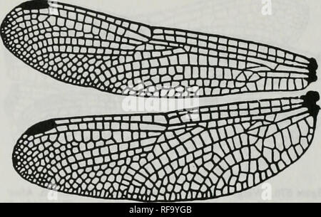 . Catalogue of the family-group, genus-group and species-group names of the Odonata of the world. Odonata; Odonata; Dragonflies; Dragonflies; Damselflies; Damselflies. Ani:Lib:Lib:Tetrathemistinae (continued) Hylaeothemis Ris, 1909. Figure 673. Wings of Hytaeothemis fruhslorferi Kanch (as Hylaeothenus frunstorferi). After Belyshev &amp; Haritonov, 1978. Deletminer of Dragonflies :158. f94-2 (b0695] Hypothemis Karsch, 1889. Please note that these images are extracted from scanned page images that may have been digitally enhanced for readability - coloration and appearance of these illustrations Stock Photo
