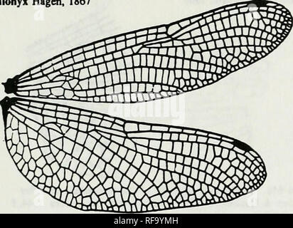 . Catalogue of the family-group, genus-group and species-group names of the Odonata of the world. Odonata; Odonata; Dragonflies; Dragonflies; Damselflies; Damselflies. Figures xm.89 Ani:Llb:Cor:Idionychinae (continued) IdkMiyx Hagen, 1867. Ani:Lib:Cor:Idomacroiniinae Idomacromia Karsch, 1896. Please note that these images are extracted from scanned page images that may have been digitally enhanced for readability - coloration and appearance of these illustrations may not perfectly resemble the original work.. Bridges, Charles A. Urbana, Ill. : Charles A. Bridges Stock Photo