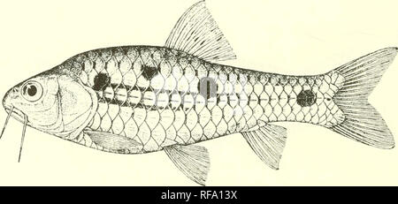 Freshwater river fish hi-res stock photography and images - Page 12 - Alamy