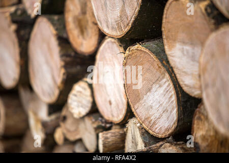 Neatly piled stack of chopped trunks outdoors on bright sunny day, abstract background, Fire wood logs prepared for winter, ready for burning. Environ Stock Photo