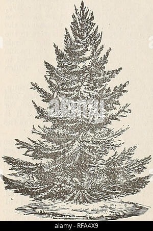 . Catalogue of evergreens, European larch, etc. : for the spring of 1893. Nurseries (Horticulture) Illinois Dundee Catalogs; Trees Seedlings Catalogs; Fruit Catalogs. Am. White Spbuce.. Balsam Fie.. Please note that these images are extracted from scanned page images that may have been digitally enhanced for readability - coloration and appearance of these illustrations may not perfectly resemble the original work.. Dundee Nursery; Hill, D; Henry G. Gilbert Nursery and Seed Trade Catalog Collection. Dundee, IL : D. Hill Stock Photo