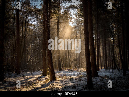 Sun Rays shining through snowy woodland Stock Photo