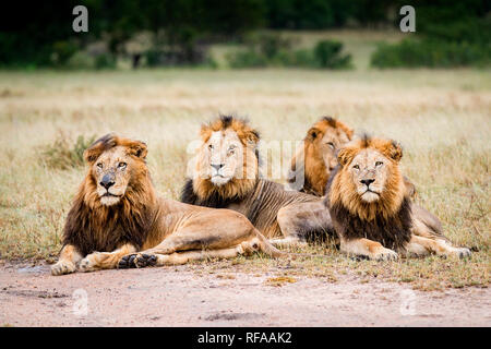 Three male lions, Panthera leo, lie on the ground in a line in a clearing, looking away, wet fur Stock Photo