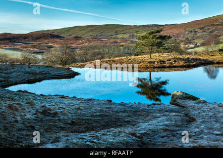 Reflection of a Solitary Tree in Kelly Hall Tarn, Cumbria Stock Photo
