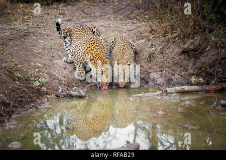 A mother leopard and her cub, Panthera pardus, crouch down and drink water, tongues out, ears back, reflection in water Stock Photo