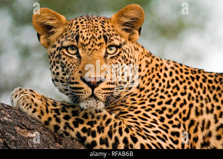 A leopard's head and front leg, Panthera pardus, lying on a tree branch, alert, ears forward Stock Photo