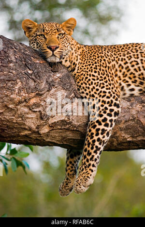 A leopard, Panthera pardus, lies on the branch of a tree, legs tangling over the branch, alert, ears forward, head resting on branch Stock Photo