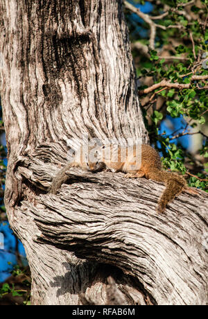 Two tree squirrels, Paraxerus cepapi, lie in a dead tree, appear to be whispering in its ear Stock Photo