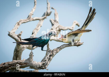 A Burchell's starling, Lamprotornis australis, perches on a branch and feeds a grasshopper to a Great Spotted Cuckoo chick, Clamator glandarius Stock Photo