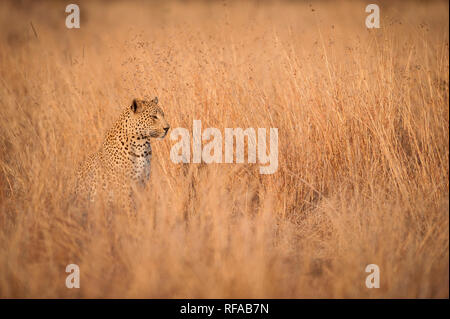 Leopard in long dry grass showing the effectiveness of its camouflage Stock  Photo - Alamy
