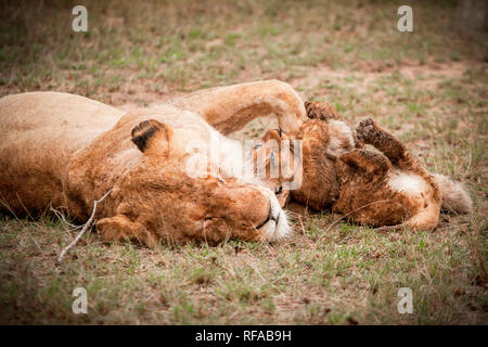 A lioness, Panthera leo, closes its eyes and lies down, a lion cub bites her paw as it rolls onto its back, on green grass Stock Photo