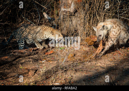 A leopard, Panthera pardus, bends down and snarls at a hyena, Crocuta crocuta eating a carcass.