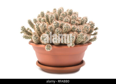 Cactus Mammillaria prolifera in a pot isolated on white background Stock Photo