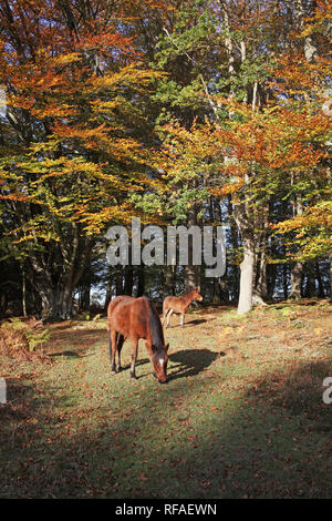 Ponies in beech woodland Sir Dudley's Ride Berry Beeches New Forest National Park Hampshire England UK Stock Photo