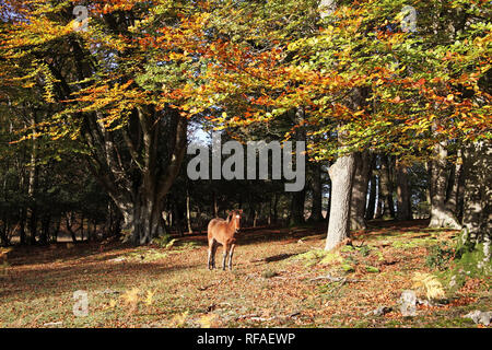 Pony in beech woodland Sir Dudley's Ride Berry Beeches New Forest National Park Hampshire England UK Stock Photo