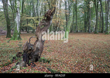 Decaying tree bole in beech woodland Knightwood Inclosure Bolderwood Ornamental Drive New Forest National Park Hampshire England UK Stock Photo