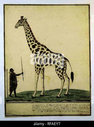 Giraffa Camelopardalis (Giraffe). Draughtsman: Robert Jacob Gordon. Dating: Oct-1779. Measurements: h 660 mm × w 480 mm; h 535 mm × w 413 mm; h 457 mm × w 411 mm. Museum: Rijksmuseum, Amsterdam. Stock Photo